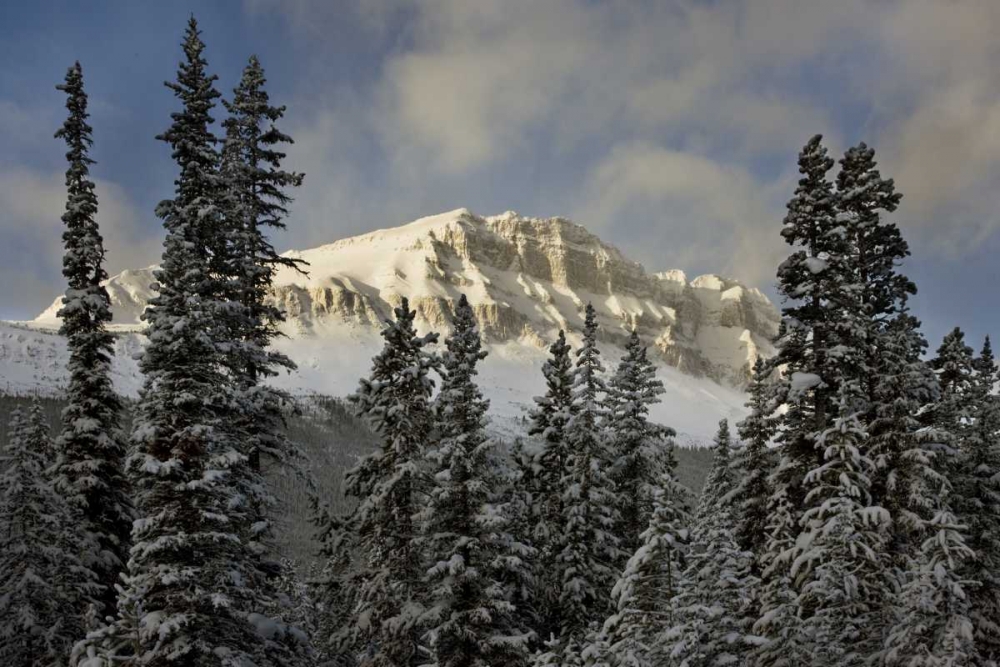 Canada, Banff NP Bow Peak after a snowstorm art print by Don Grall for $57.95 CAD